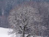 Einzelne Eiche mit Neuschnee im Teleblick